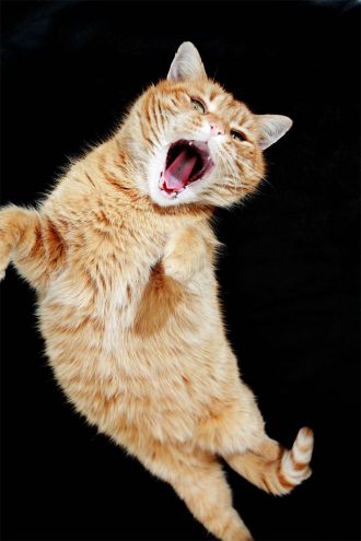 De ce pisicile iubesc valerienii dacă le pot da
