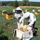 De ce o fagure de albine este o întrebare hexagonală dintr-o carte de albine