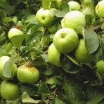 De ce pomul fructiferului crește strâmb sau cade - protecția grădinii