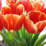 Чому тюльпани вироджуються декоративні квіти і чагарники