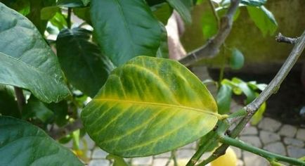 Miért levelek lehullanak citrom fő oka