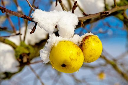 Adăugarea de arbori de măr în timpul verii pentru ceea ce este necesar și cum să procedați în mod corespunzător