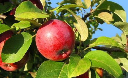 Adăugarea de arbori de măr în timpul verii pentru ceea ce este necesar și cum să procedați în mod corespunzător