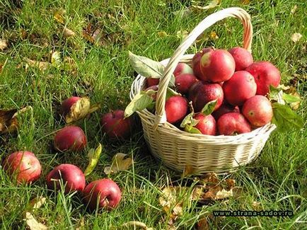 Adăugarea copacilor de măr în primăvară, vară și toamnă