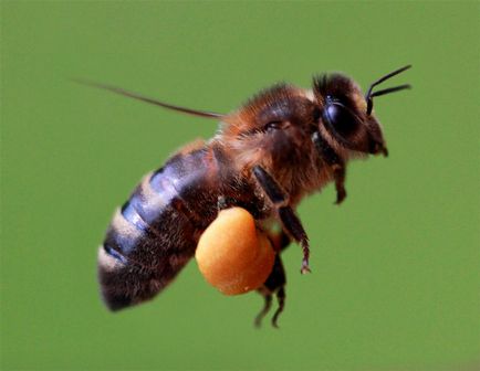 Podmore méhviasz terápiás tulajdonságokkal az onkológiában