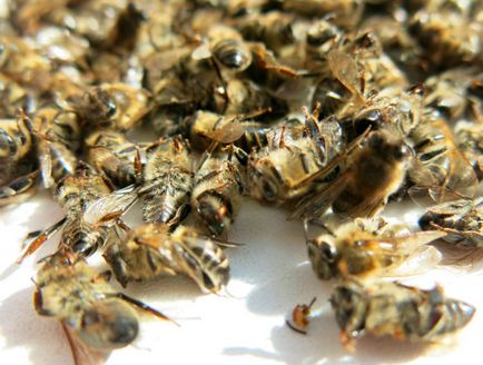 Підмор бджолиний лікувальні властивості при онкології
