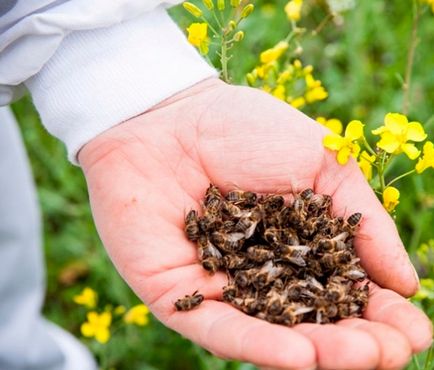 Підмор бджолиний лікувальні властивості при онкології