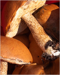 Красноголовець - гриб підосичники