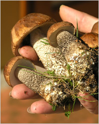 Красноголовець - гриб підосичники