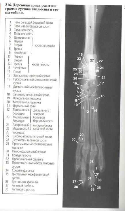 Informații utile privind medicina veterinară - clinica veterinară Vega, Sankt Petersburg