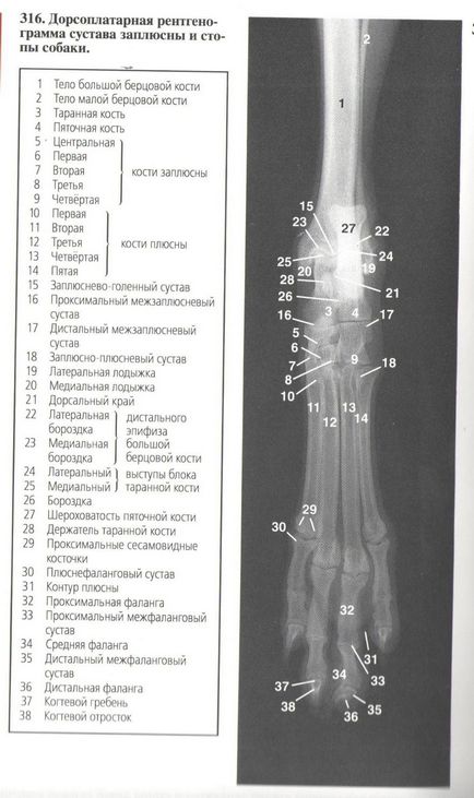 Корисна інформація по ветеринарії - ветклиника вега, санкт-петербург