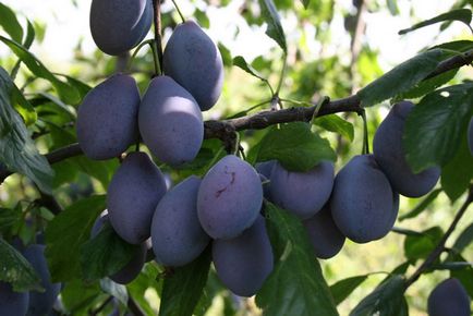 Proprietăți utile ale prunelor - laxativ delicios