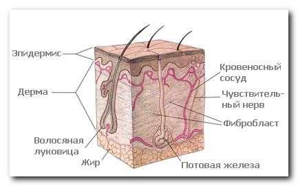 Користь лазні для шкіри людини, давай попаритися