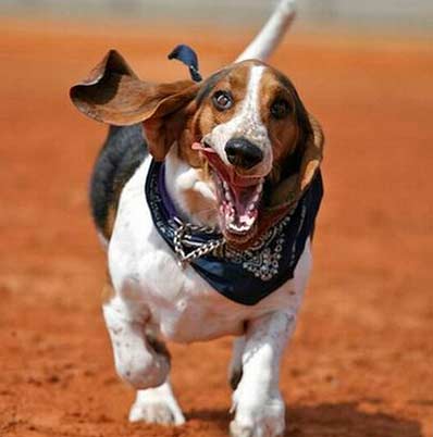 O cruce între un beagle și un câine de baschet - o descriere a rasei, fotografie