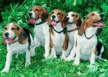 O cruce între un beagle și un hound baset - o descriere a rasei, fotografie