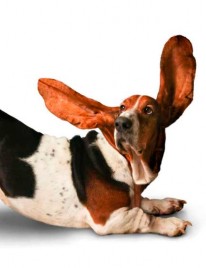 O cruce între un beagle și un hound baset - o descriere a rasei, fotografie