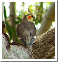 Parrot cockatiel (nimfa)