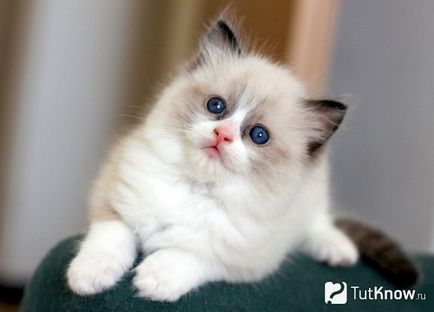 Ragdoll fajta leírása és eredete (cat) Ragdoll fajta leírása és eredete