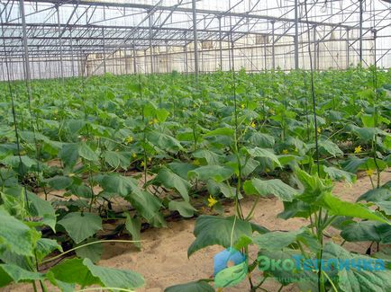 Ültetés és növekvő uborka üvegházban hibák és titkok