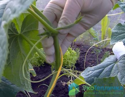 Ültetés és növekvő uborka üvegházban hibák és titkok