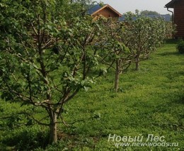 Plantarea de pomi fructiferi de dimensiuni mari, servicii de plantare de dimensiuni mari de la firma ooo noua padure
