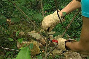 Plantarea de cireșe în suburbiile sfaturi pentru începători grădinari