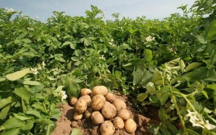 Soiuri de cartofi târziu date de plantare în diferite regiuni, descriere, recoltare și depozitare, fotografie,