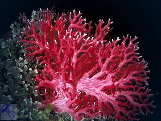 Gyakorlati alkalmazás korallok