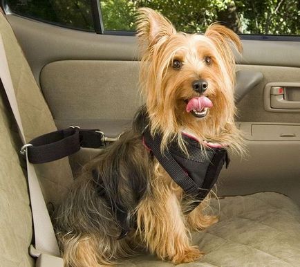 Transportul corect al câinilor în mașină - un club de iubitori de câini mici