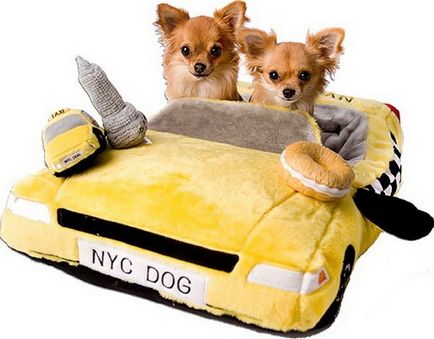 Transportul corect al câinilor în mașină - un club de iubitori de câini mici