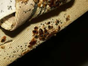 Cauzele apariției păianjenilor pe canapea și cum să scăpăm de ele în mod independent