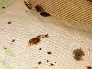 Cauzele apariției păianjenilor pe canapea și cum să scăpăm de ele în mod independent