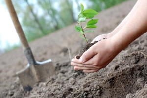 Приклади посадки чагарників і плодових дерев на дачній ділянці