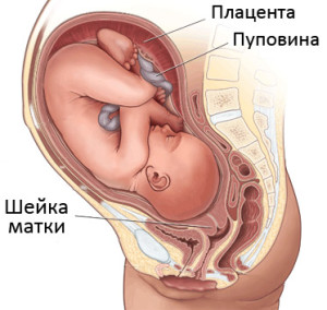 Cervixul este ușor deschis în timpul sarcinii timp de 20 de săptămâni
