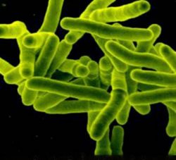 BCG oltást tuberkulózis elleni ha mégis, válasz, újraoltás