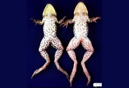 Despre boala axolotlă și tratamentul acestora, pierderea labei axolotte a membrelor, antibiotice axolotl
