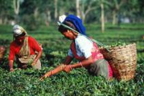 Producția de ceai, cultivarea și colectarea ceaiului și ceaiului