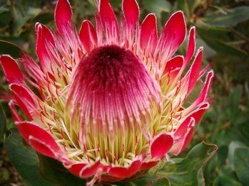 Protea îngrijire, fotografie, reproducere