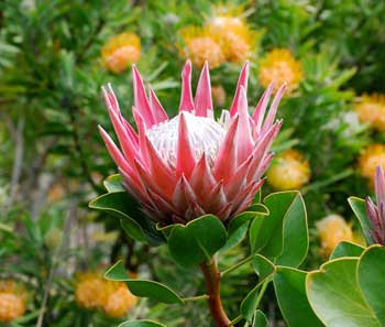 Protea îngrijire, fotografie, reproducere