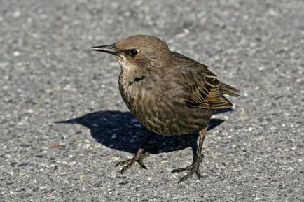 Starling puii cum să hrănească