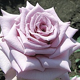 П'ятигірське подвір'ї - розведення і продаж саджанців троянд