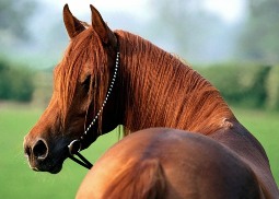 Рани у коней - лікування, особливості та загоєння