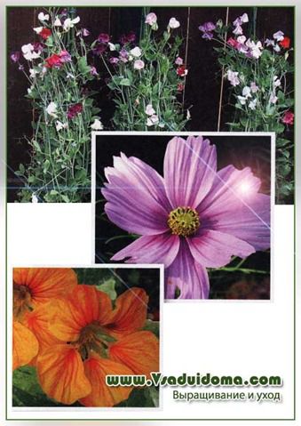 Розсада квітів - насінням або відразу у відкритий грунт, сайт про сад, дачі і кімнатних рослинах
