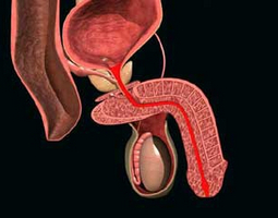 Pihentető módon megakadályozva a BPH (adenoma) Pihentető módon BPH megelőzésére