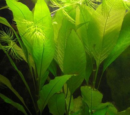 Citromfű növény akvárium gondozása és tenyésztése