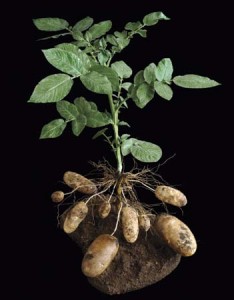 Розмноження картоплі насінням (ягодами)