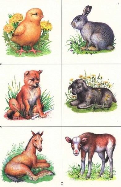 Dezvoltarea cardurilor pentru copii - în cazul cărora ale căror copii (învățăm numele animalelor tinere)