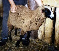 Végrehajtása juhok a hús tartósítására és báránybőrök