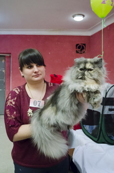 Rase rare de pisici au arătat membrii Komsomol la expoziție (foto)