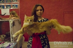 Рідкісну на далекому сході породу показали на виставці кішок в місті юності (фото)